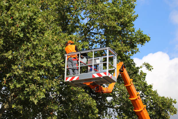 How Our Tree Care Process Works  in  Perry, KS