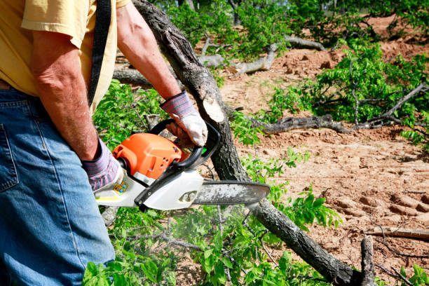 Trusted Perry, KS Tree Services Experts